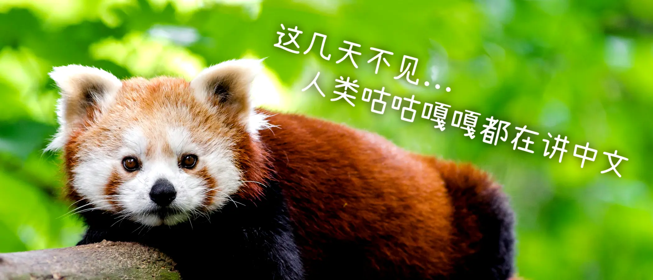 oma 1.21：让我也一起说中文！