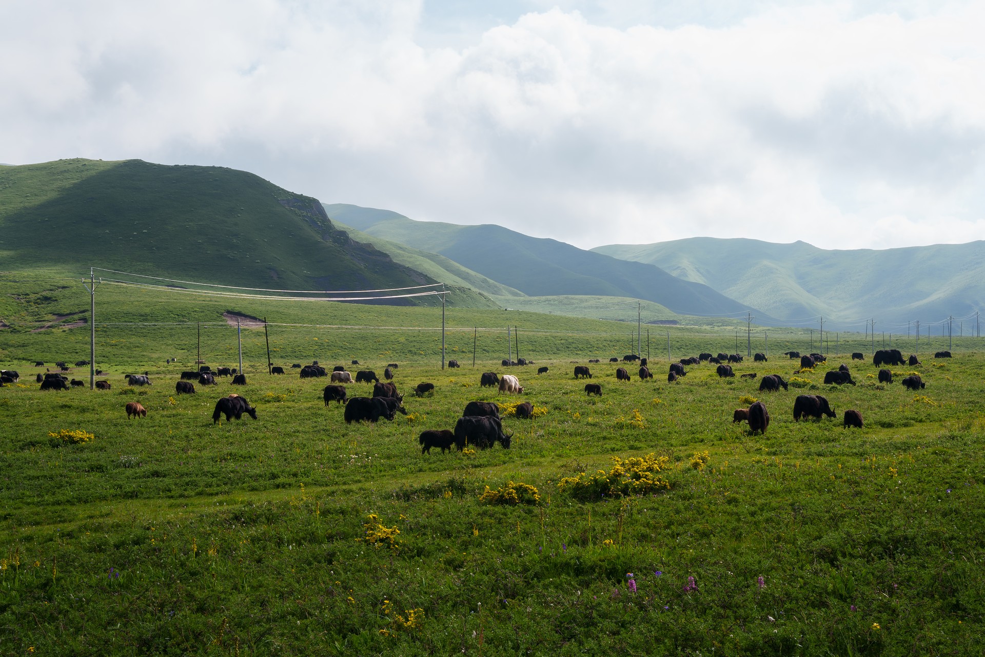 默认桌面壁纸（作者：椰椰雪球；标题：采芳 / Grazing）